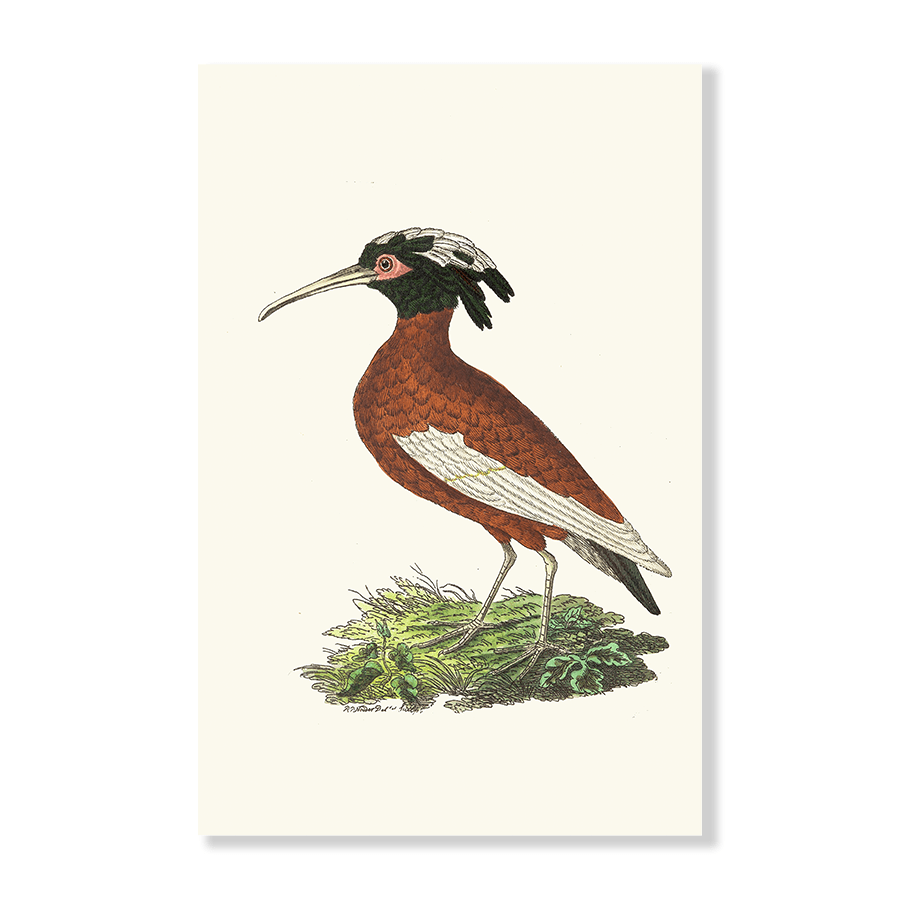 Crested Ibis - Jasper & Jute