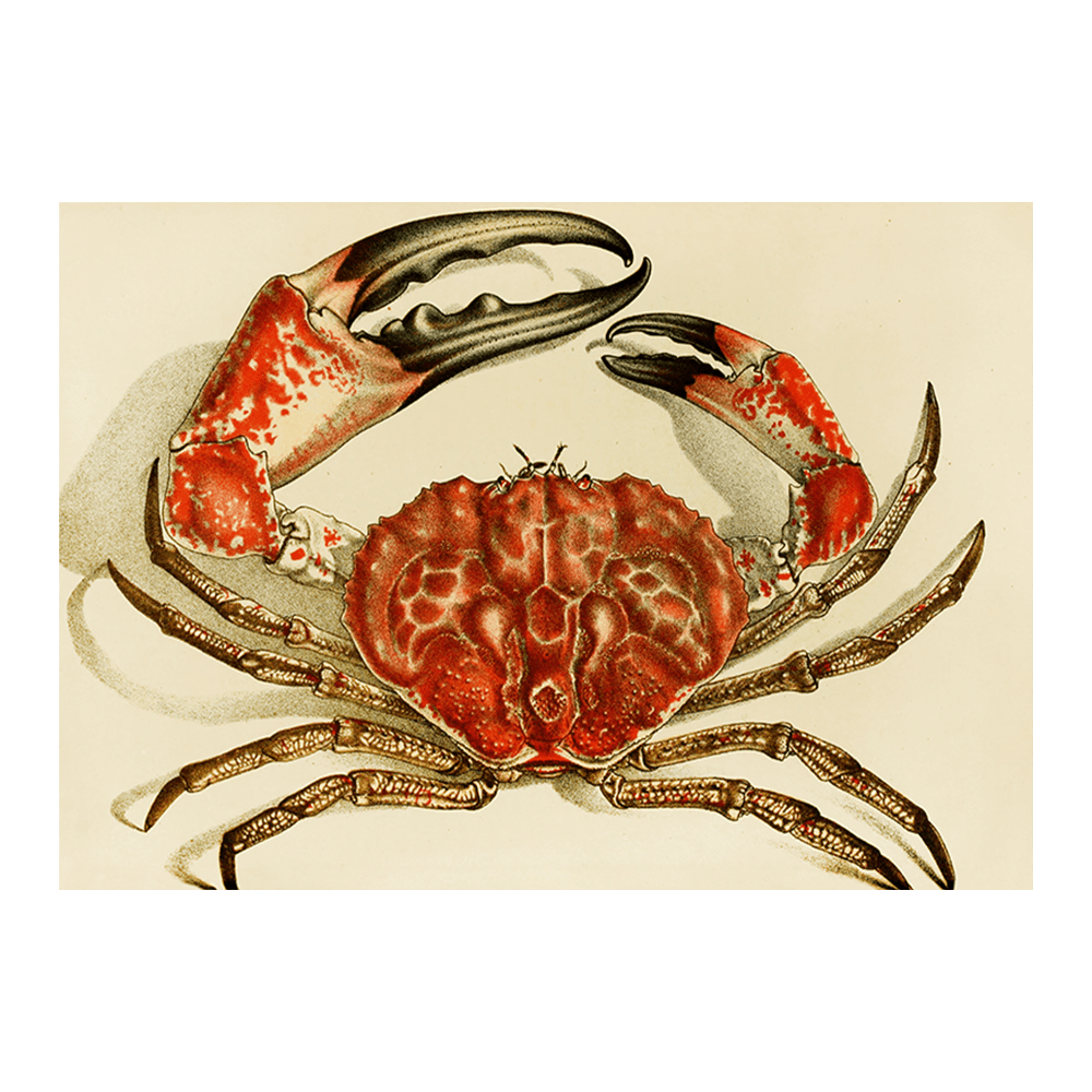 Crustacea IV (1885-1890)