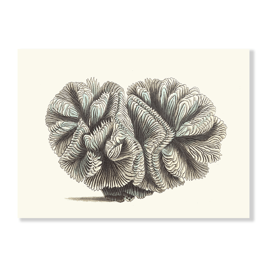 Curled Madrepore - Jasper & Jute