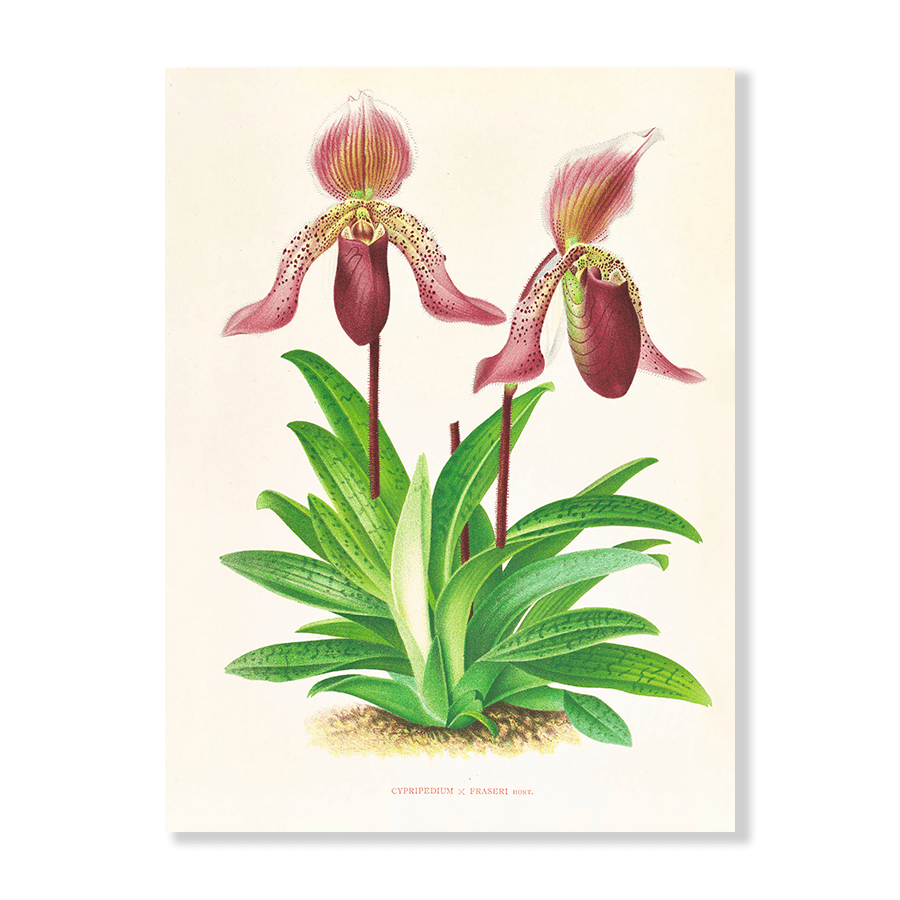 Cypripedium Fraseri - Jasper & Jute
