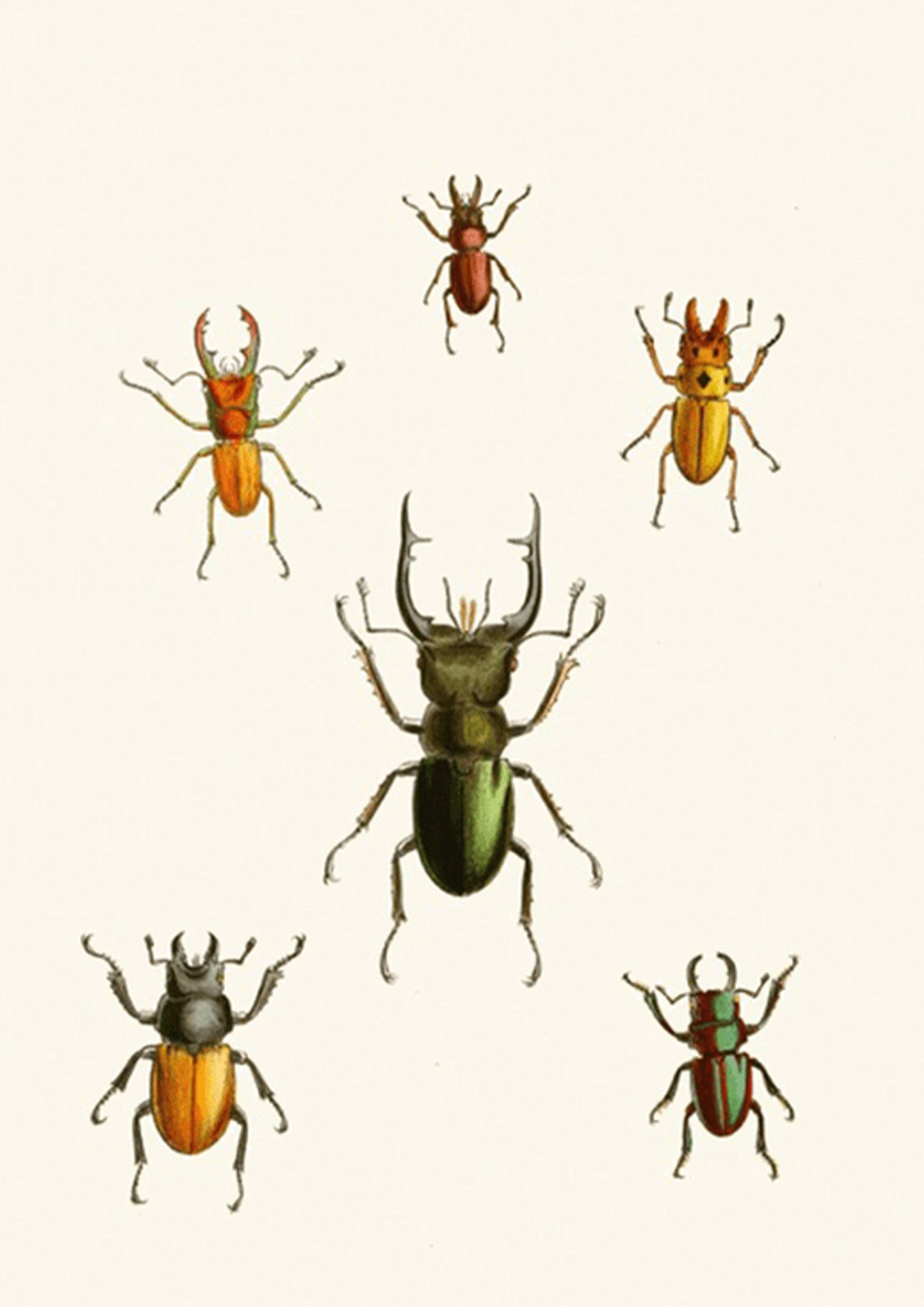 The Cabinet of Oriental Entomology Pl XI (1848)