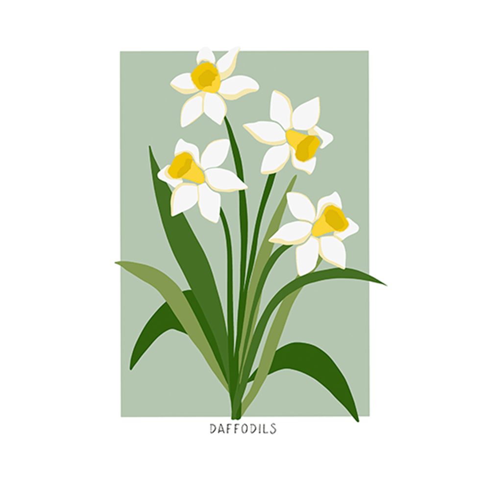Daffodils