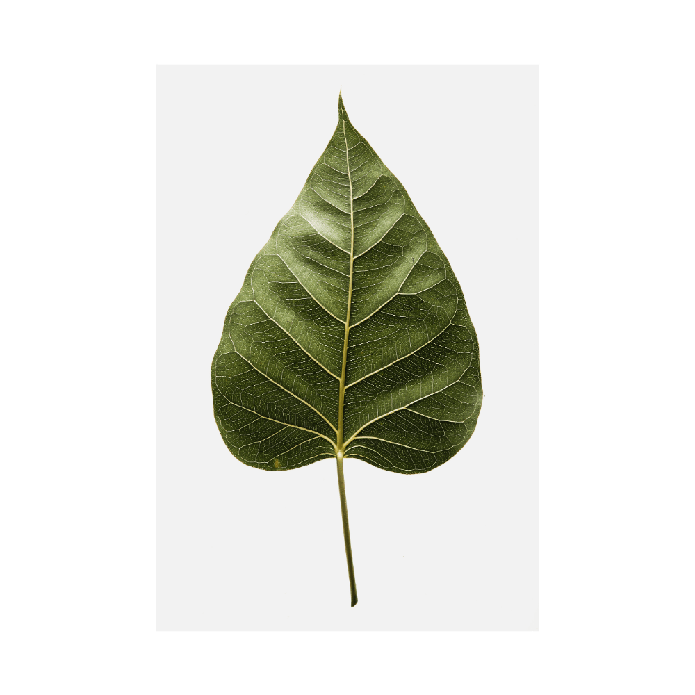Daun