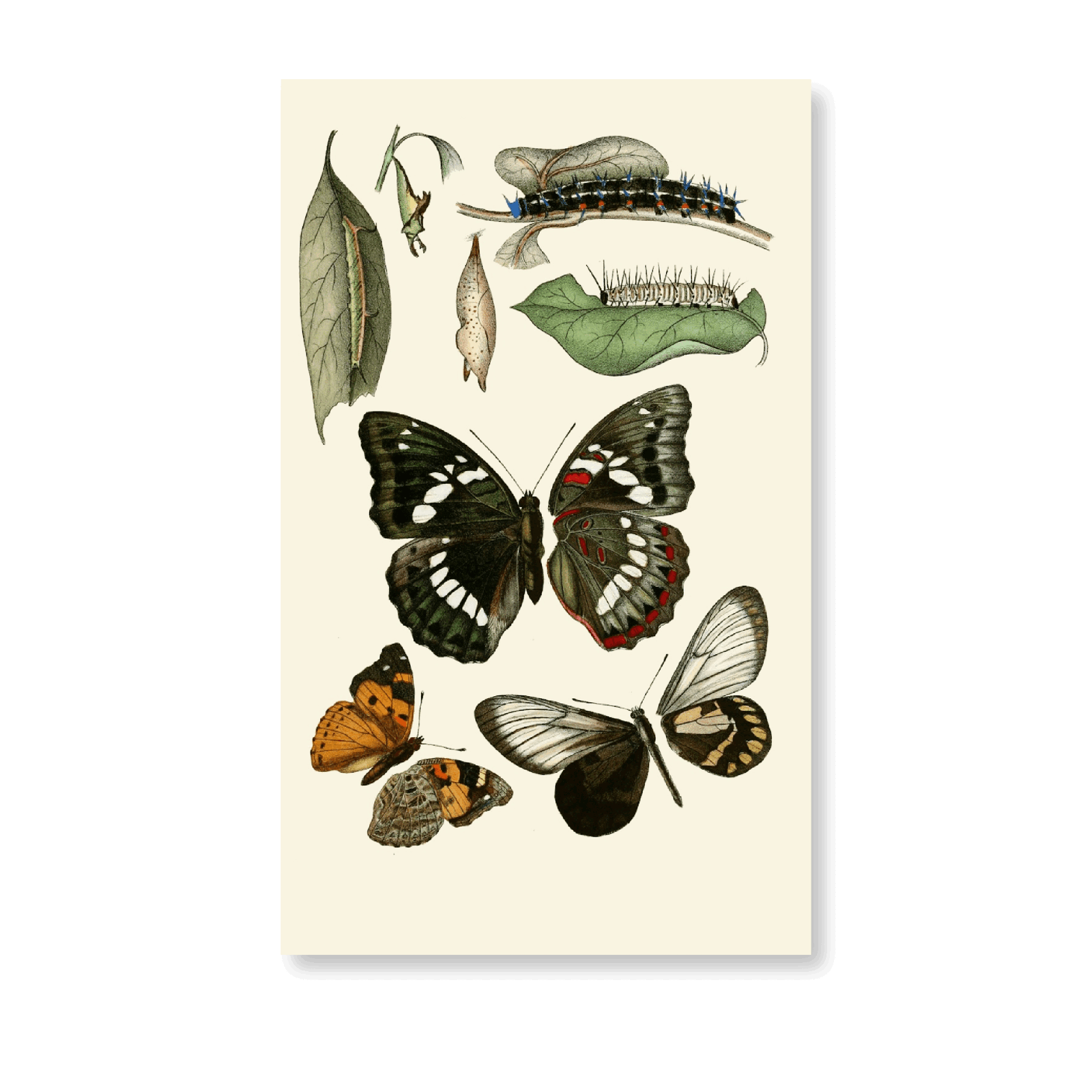 Deutsche Entomolische Zeitschrift PL I (1901) - Jasper & Jute