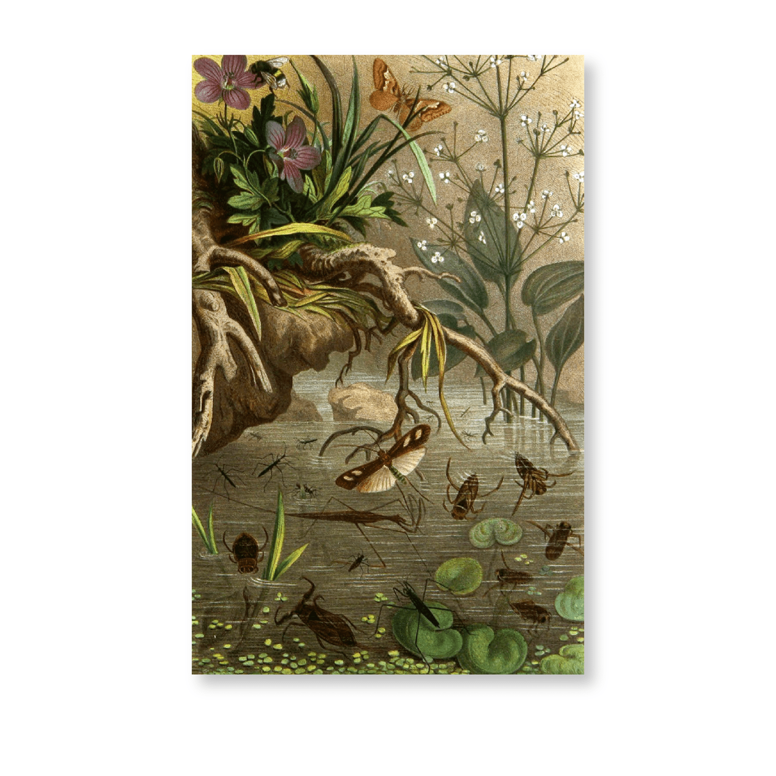Die Insekten, Tausendfüssler Und Spinnen PI XX (1877) - Jasper & Jute