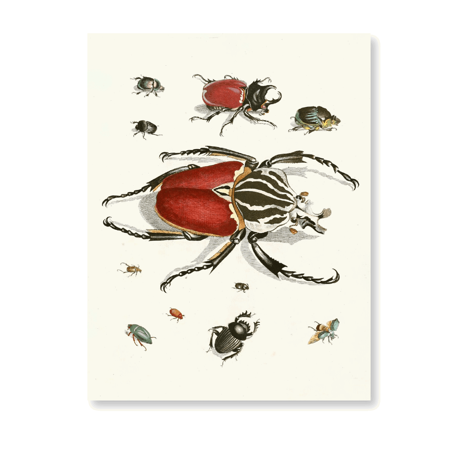 Dr. Sulzers Short History Of Insects PI I (1776) - Jasper & Jute