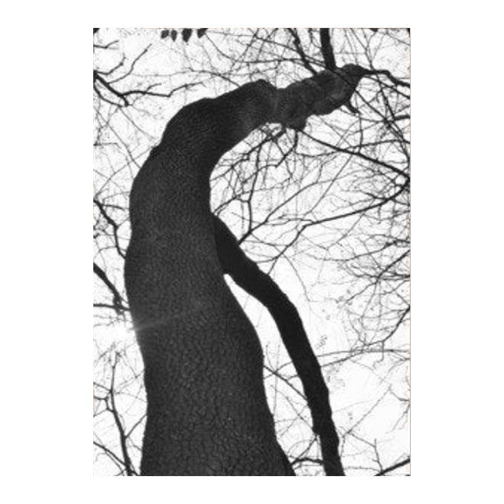 Black & White Tree Set I