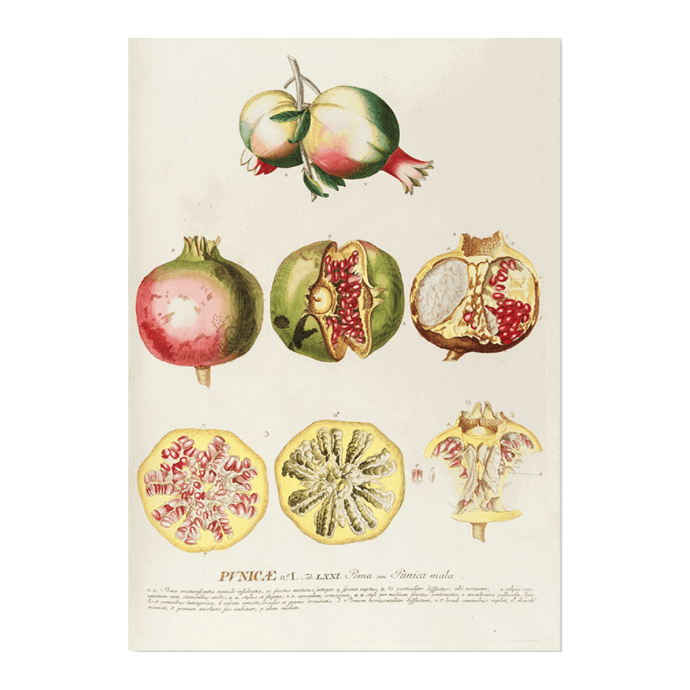 Punicae
