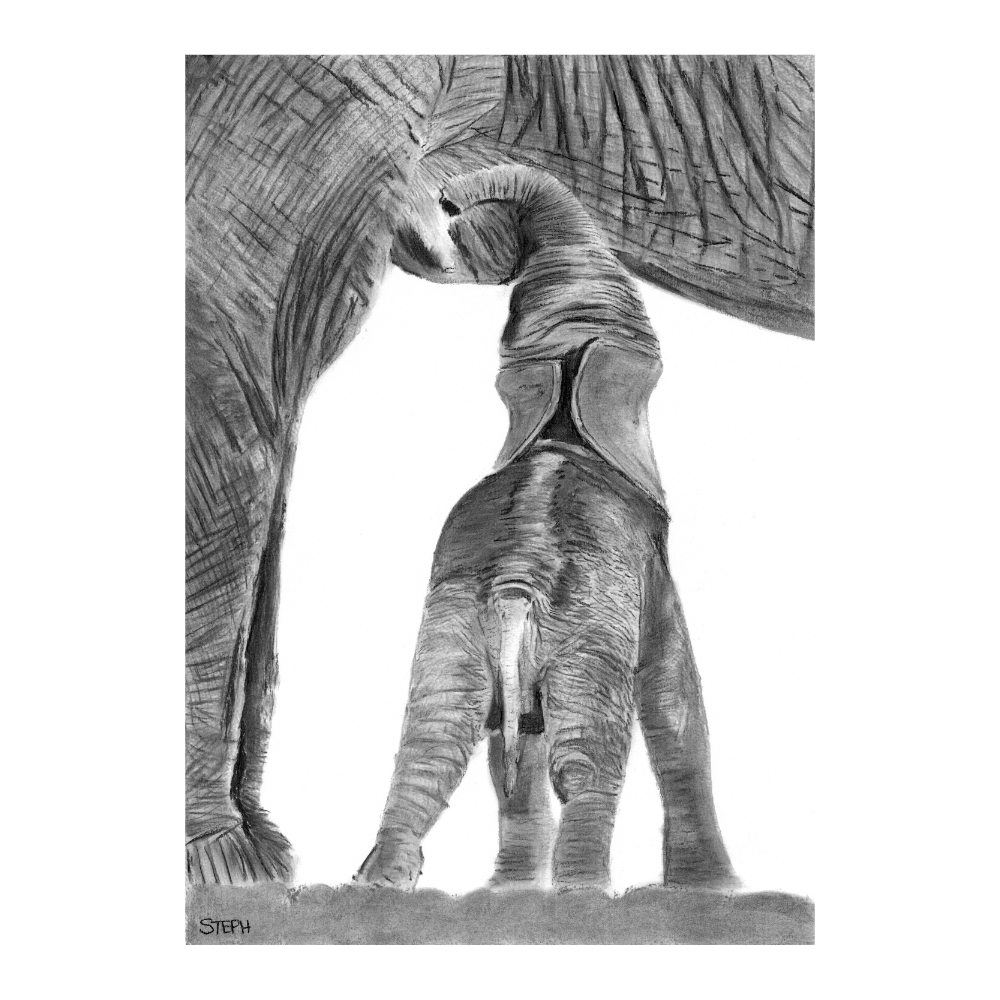Elephant Calf Feeds