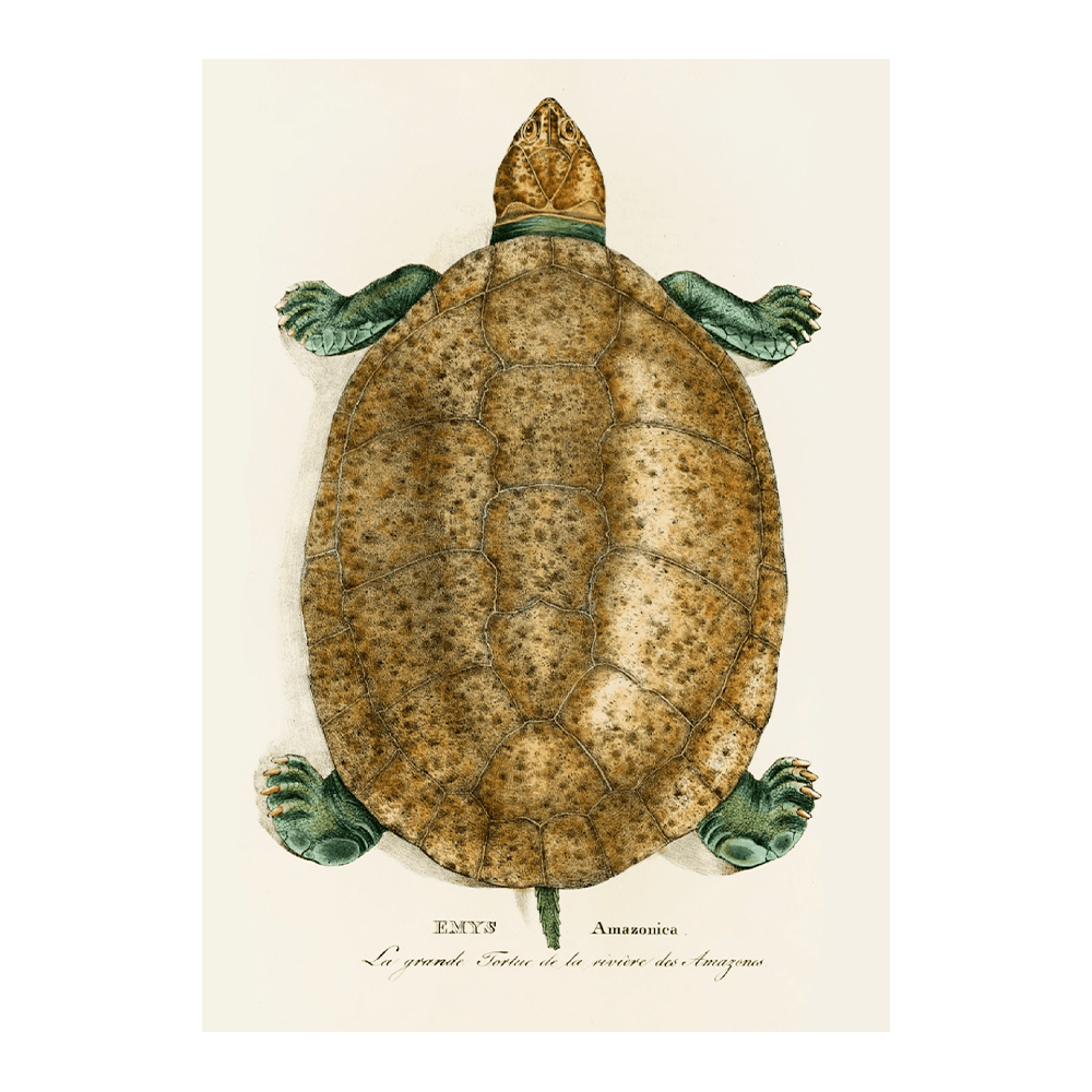 Emys Amazonica (1838)