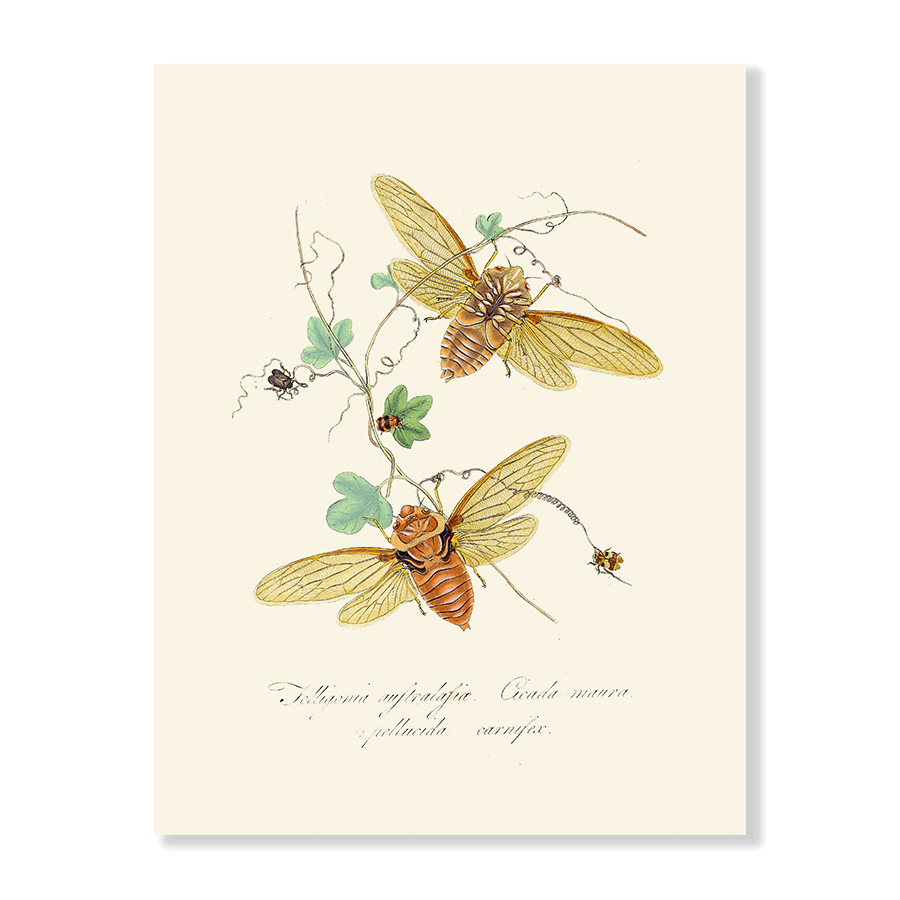 Entomology IX - Jasper & Jute