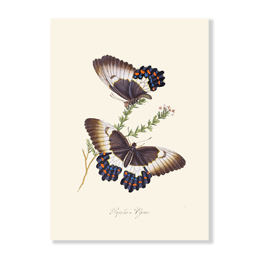 Entomology XIII - Jasper & Jute