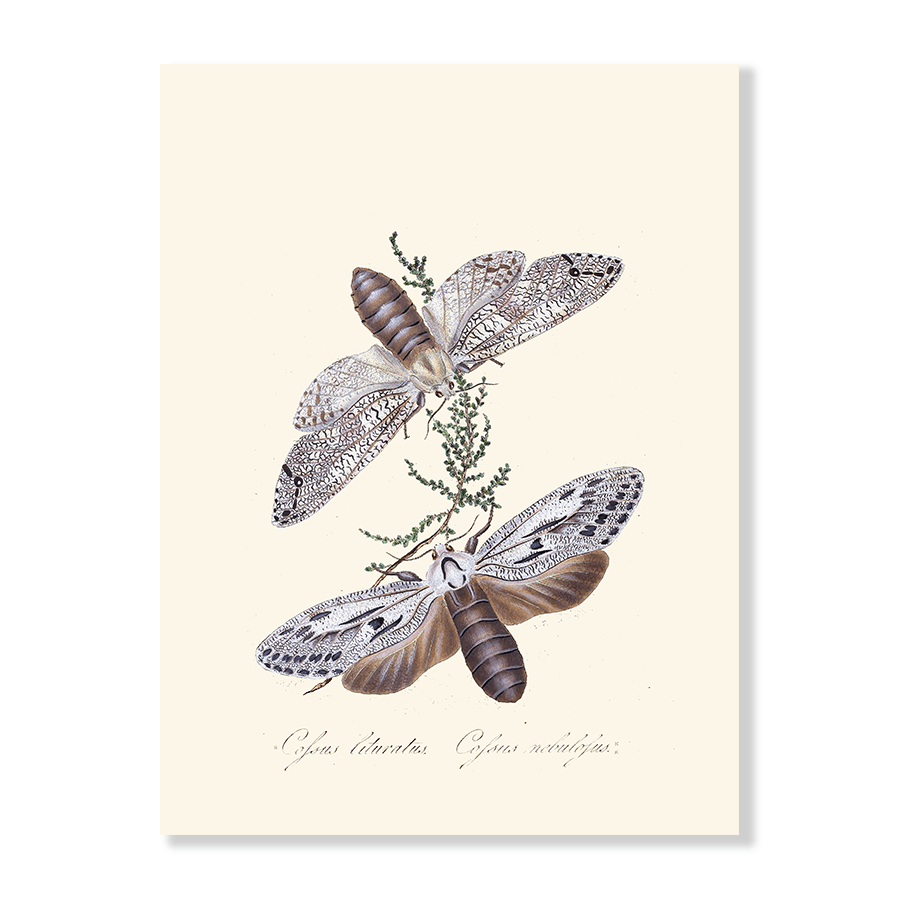 Entomology XXIV - Jasper & Jute