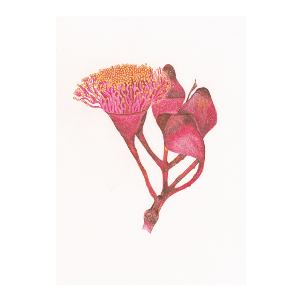 Eucalyptus Arboretum