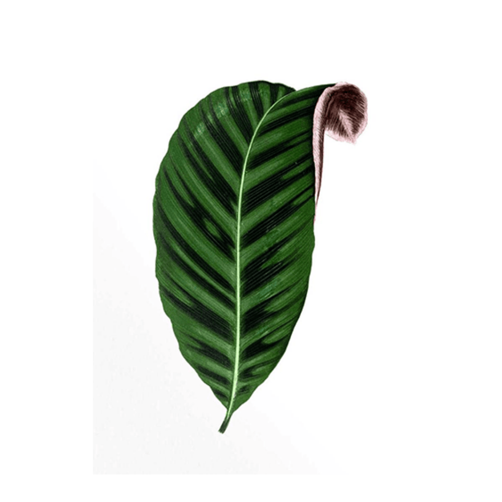 French Tropical Illustration III