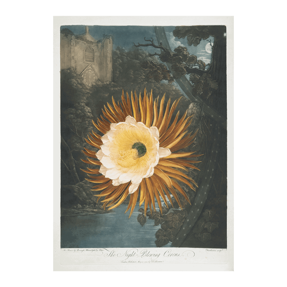The Night-Blowing Cereus