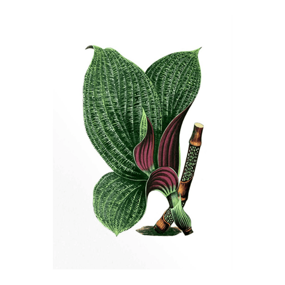 French Tropical Illustration V