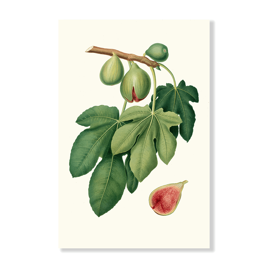 Fico Verdone - Jasper & Jute