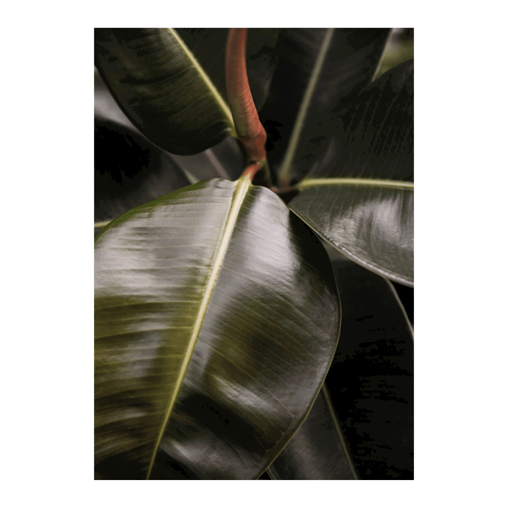 Ficus Bubu