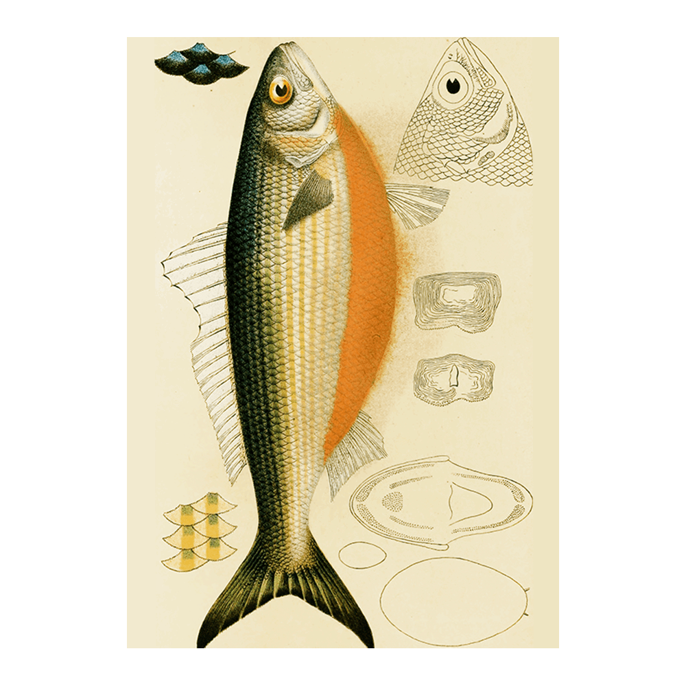 Fishes IX (1885 1890)