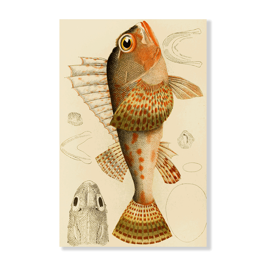 Fishes XI (1885 1890) - Jasper & Jute