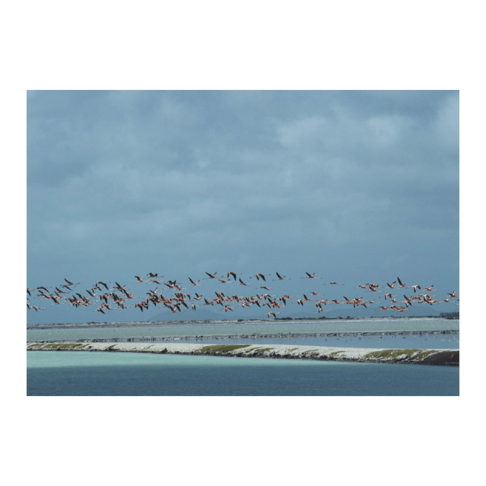 Flamingos In Flight