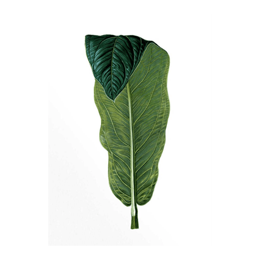 French Tropical Illustration IV