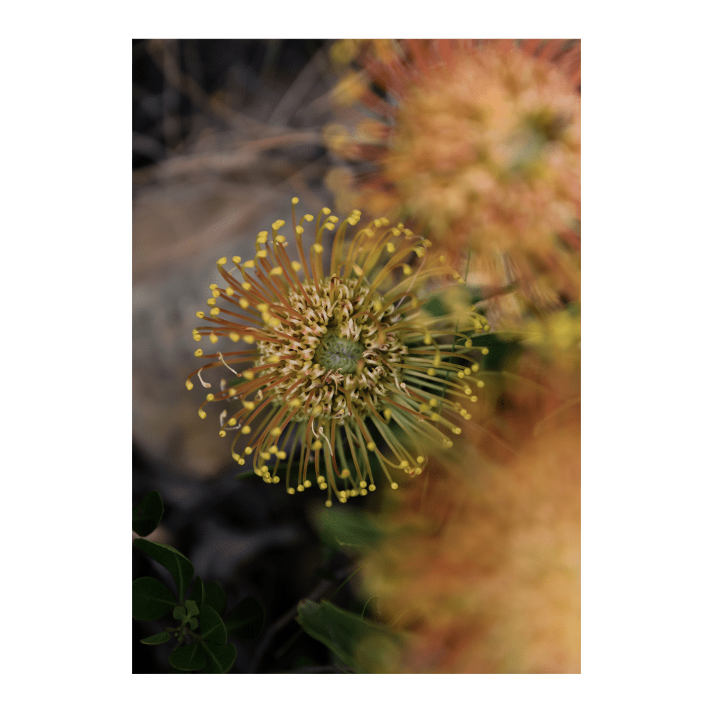 Flore