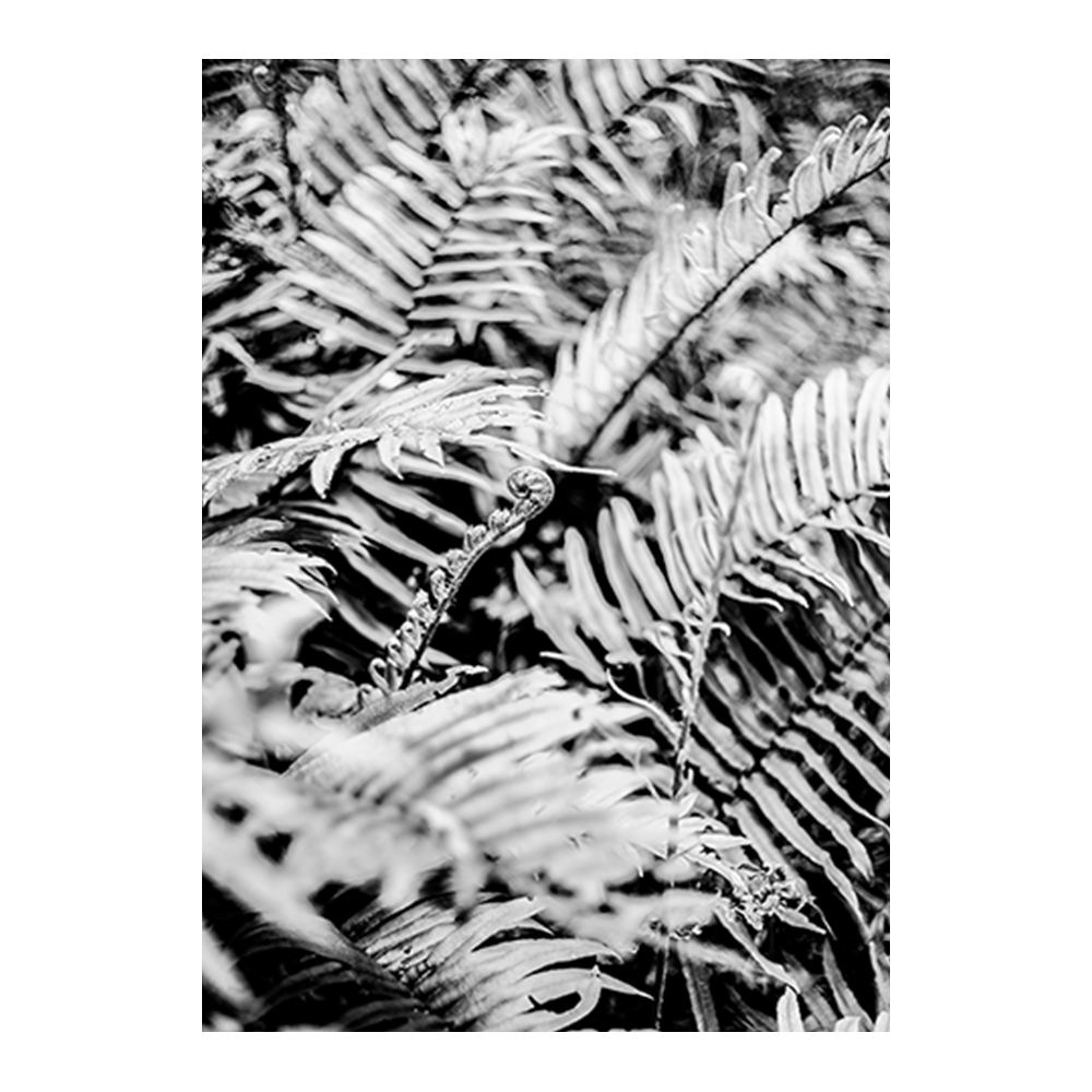 Forest Fern