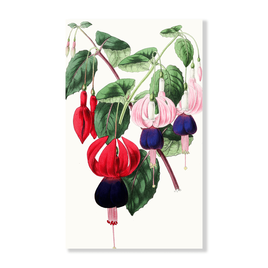 Fuchsia - Emperor Napoleon, Venus de Medici - Jasper & Jute