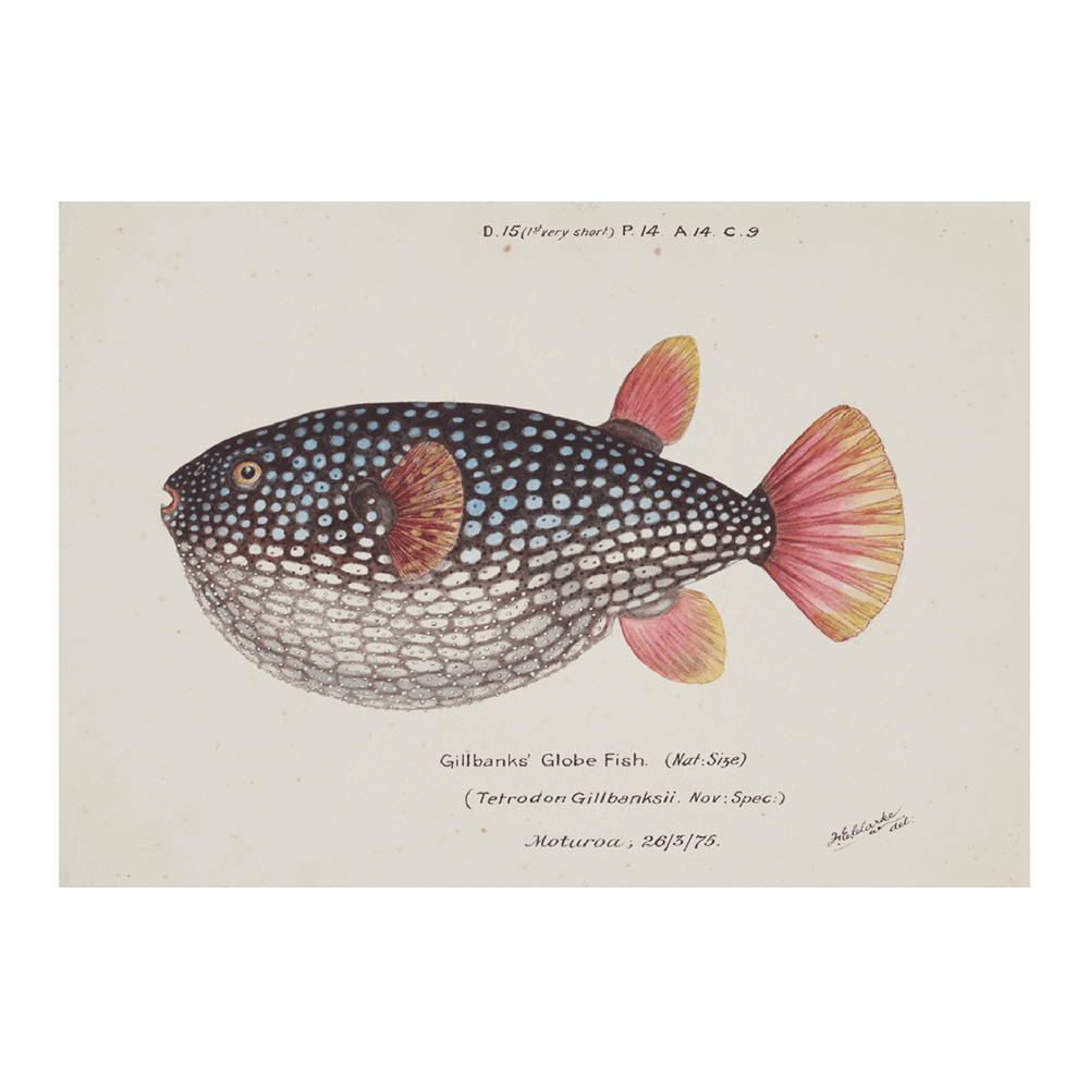 Gillbanks Globe Fish (1875)