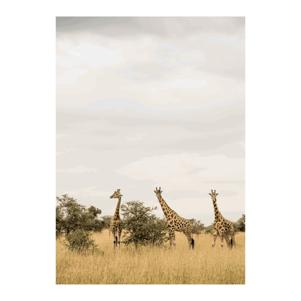 Giraffes In A Park