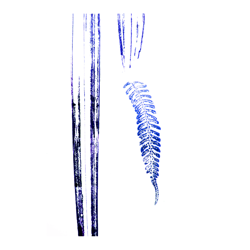 Gladius