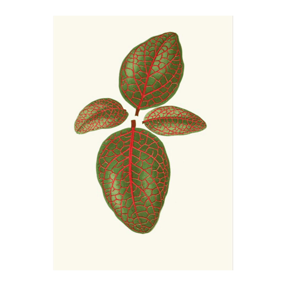 Gymnostachyum Verschaffeltti (1867-1870)