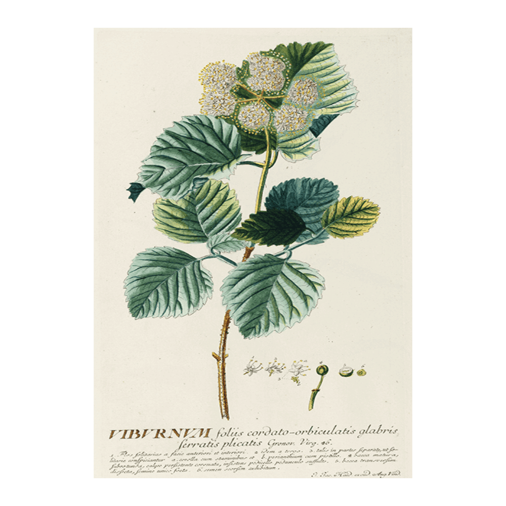 Viburnum