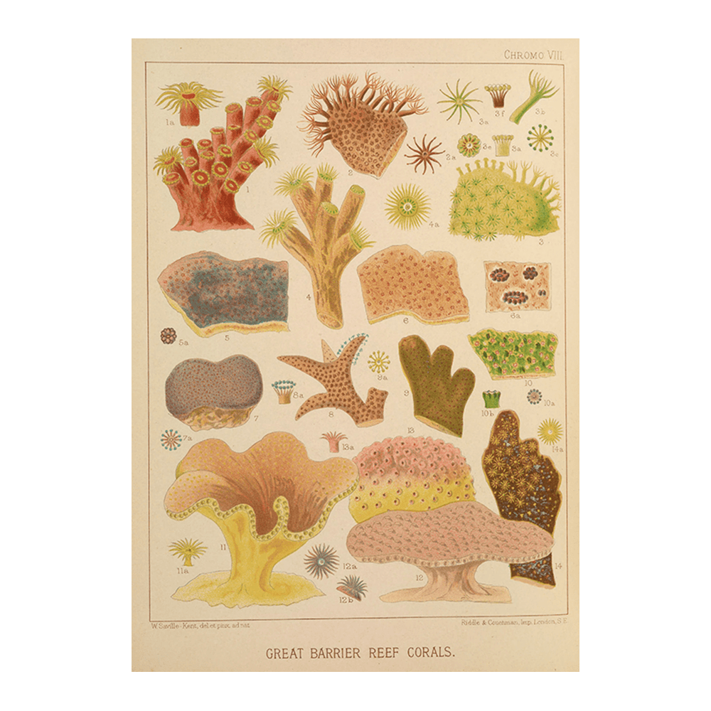 Great Barrier Reef Corals II (1893)