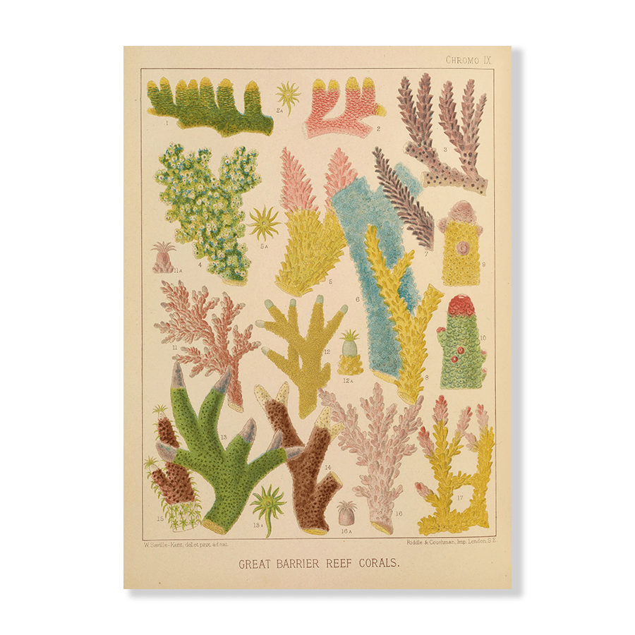 Great Barrier Reef Corals III (1893) - Jasper & Jute