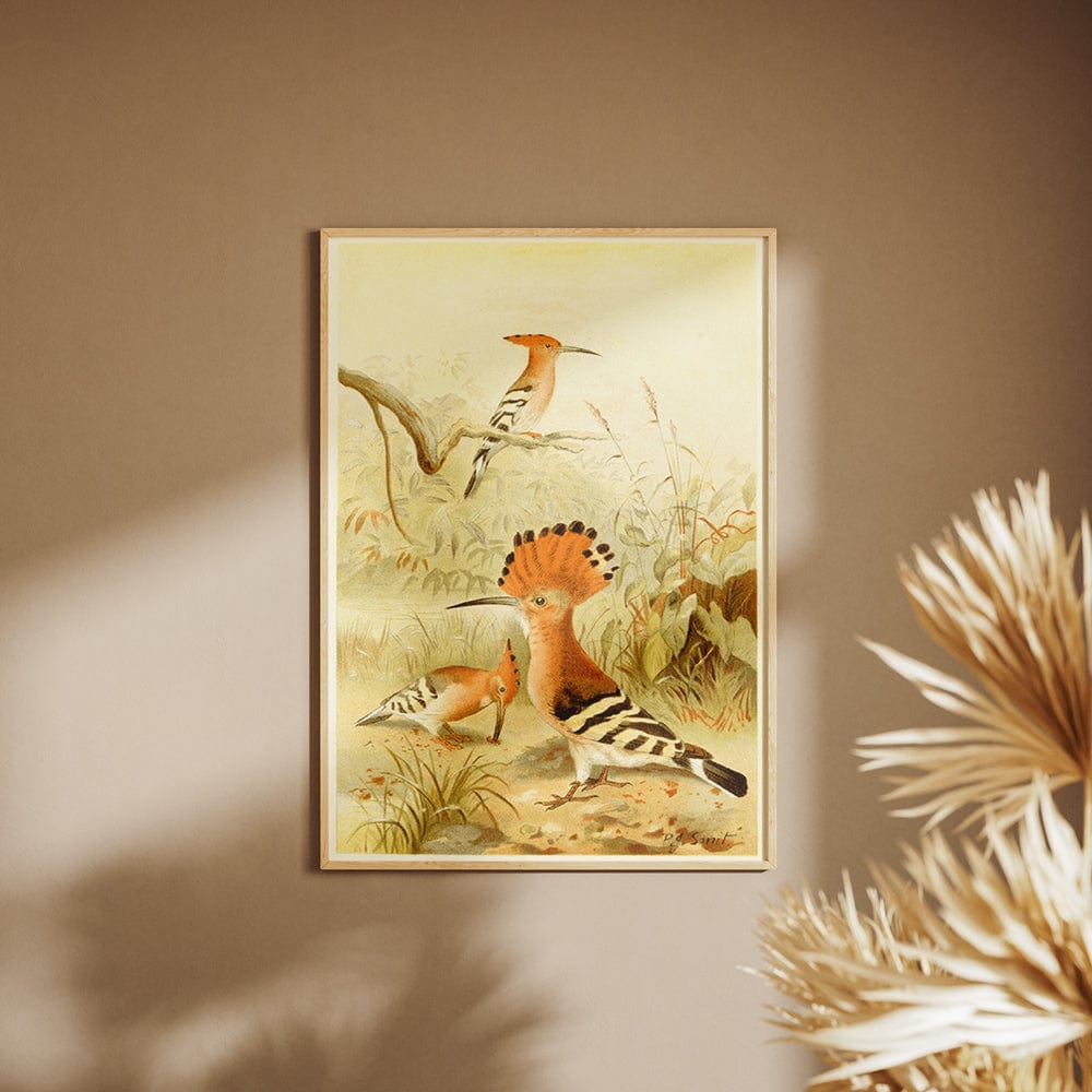 Hoopoes