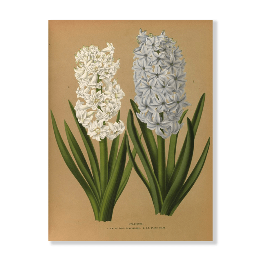 Hyacinths 1.D.W. La Tour D'auvergne - Jasper & Jute