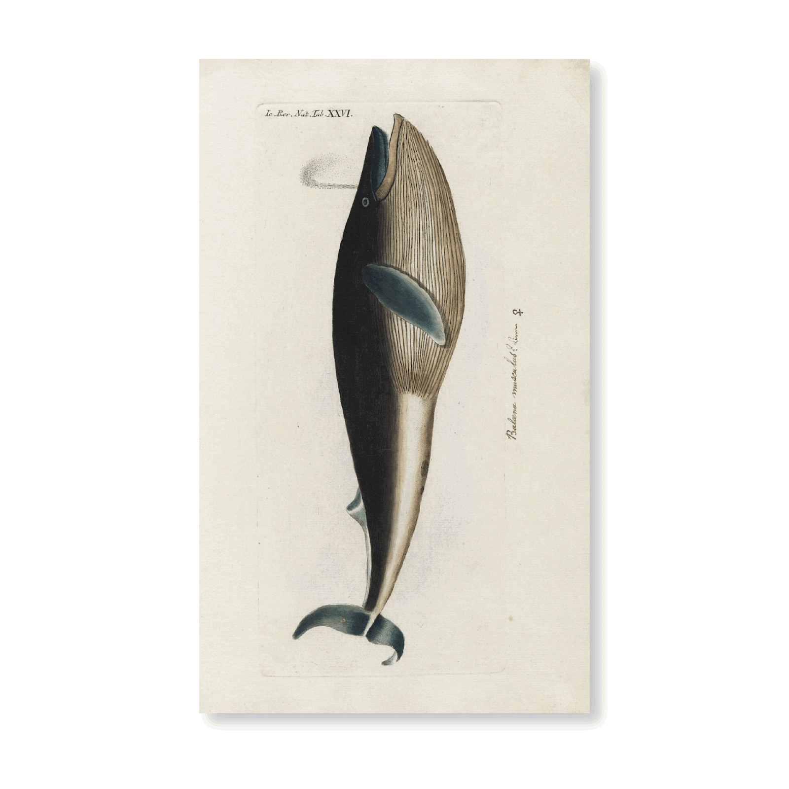 Icones Rerum Naturalium ,Ou Figures Enluminées D'histoire Naturelle Du Nord PI XXVI - Jasper & Jute