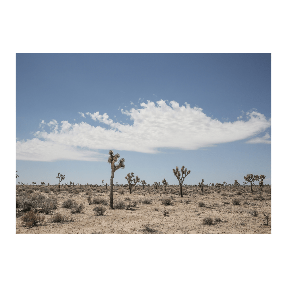 Into The West
