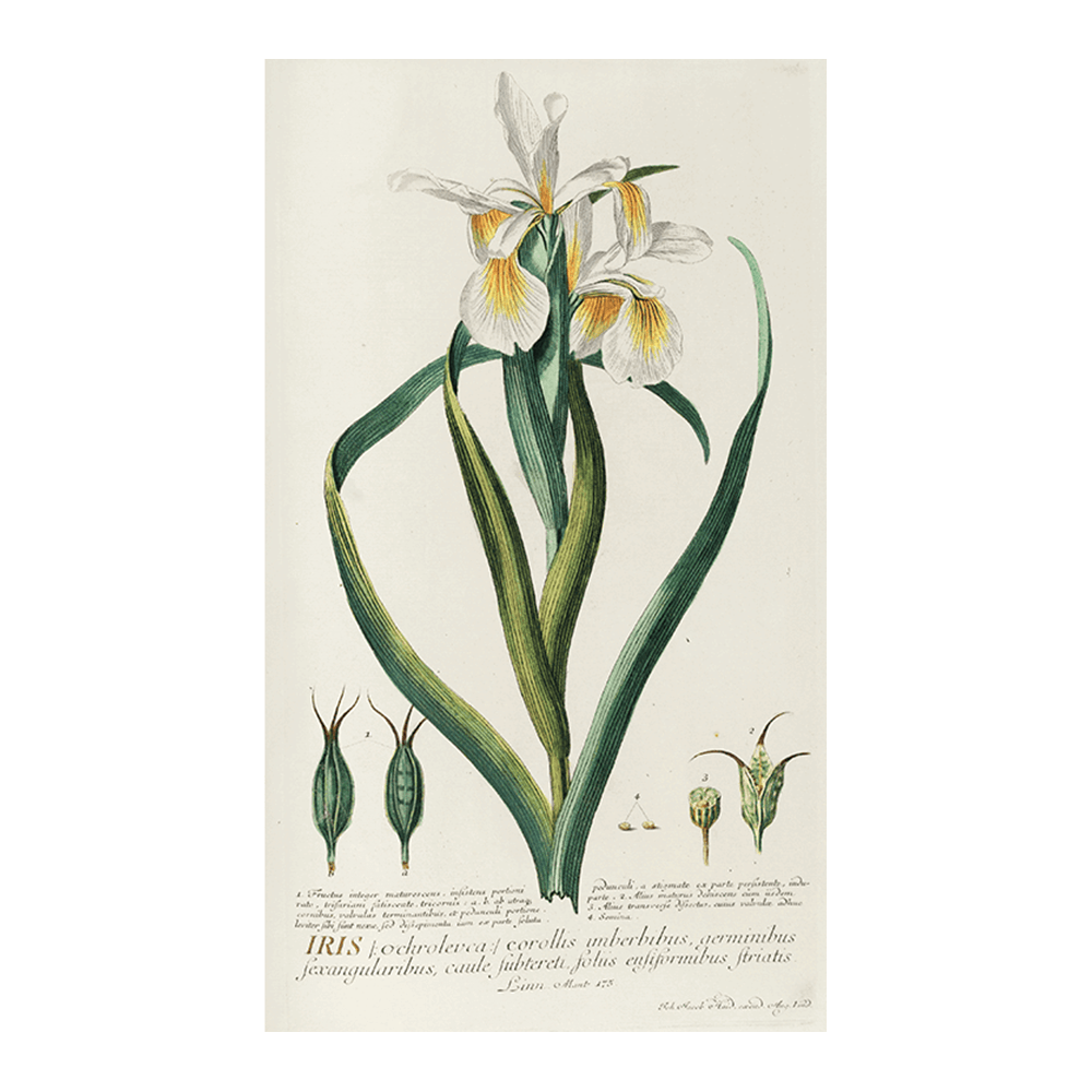 Iris