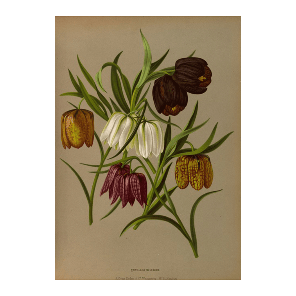 Fritillaria Meleagris. (1872-1881)