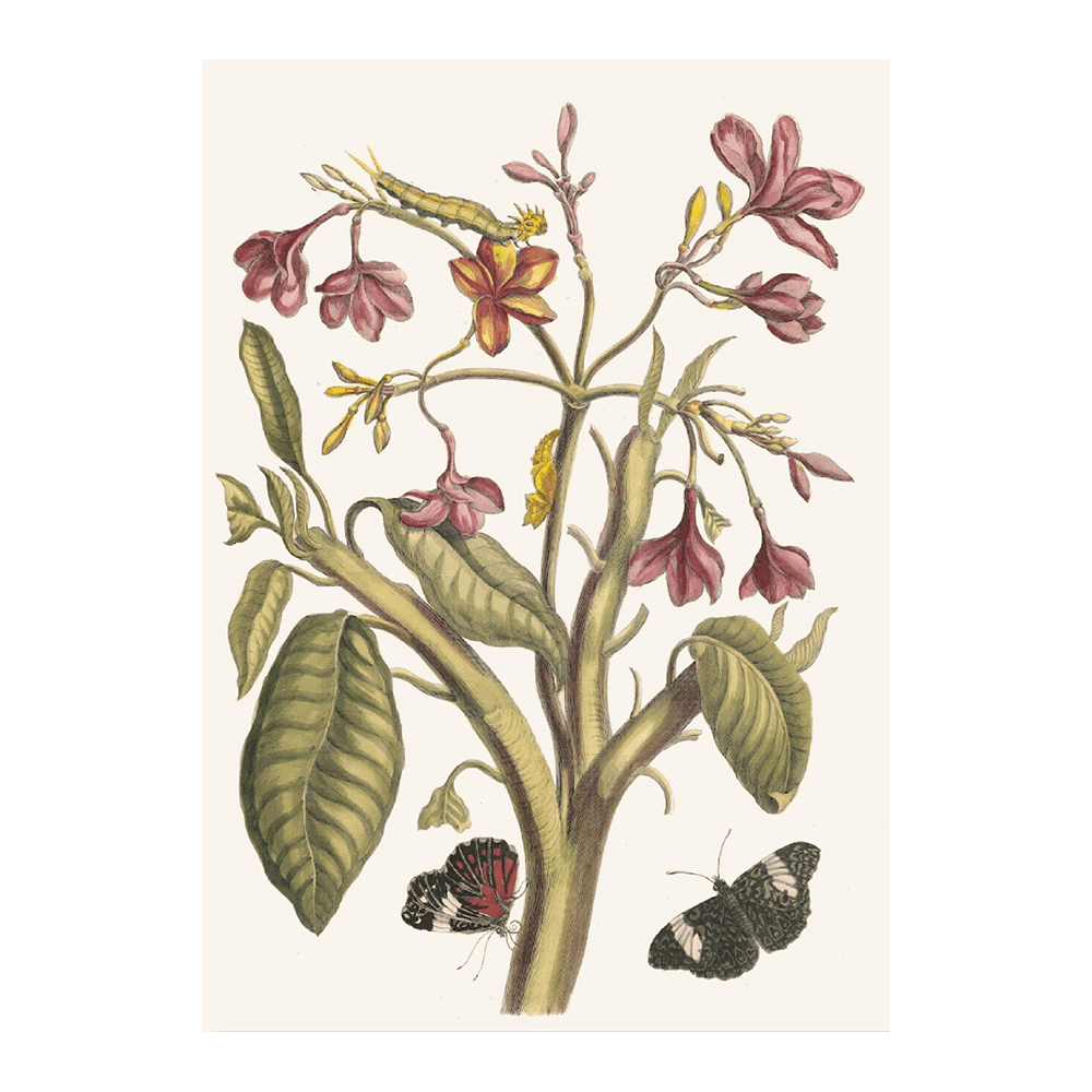 Jasmin Des Indes (1705)