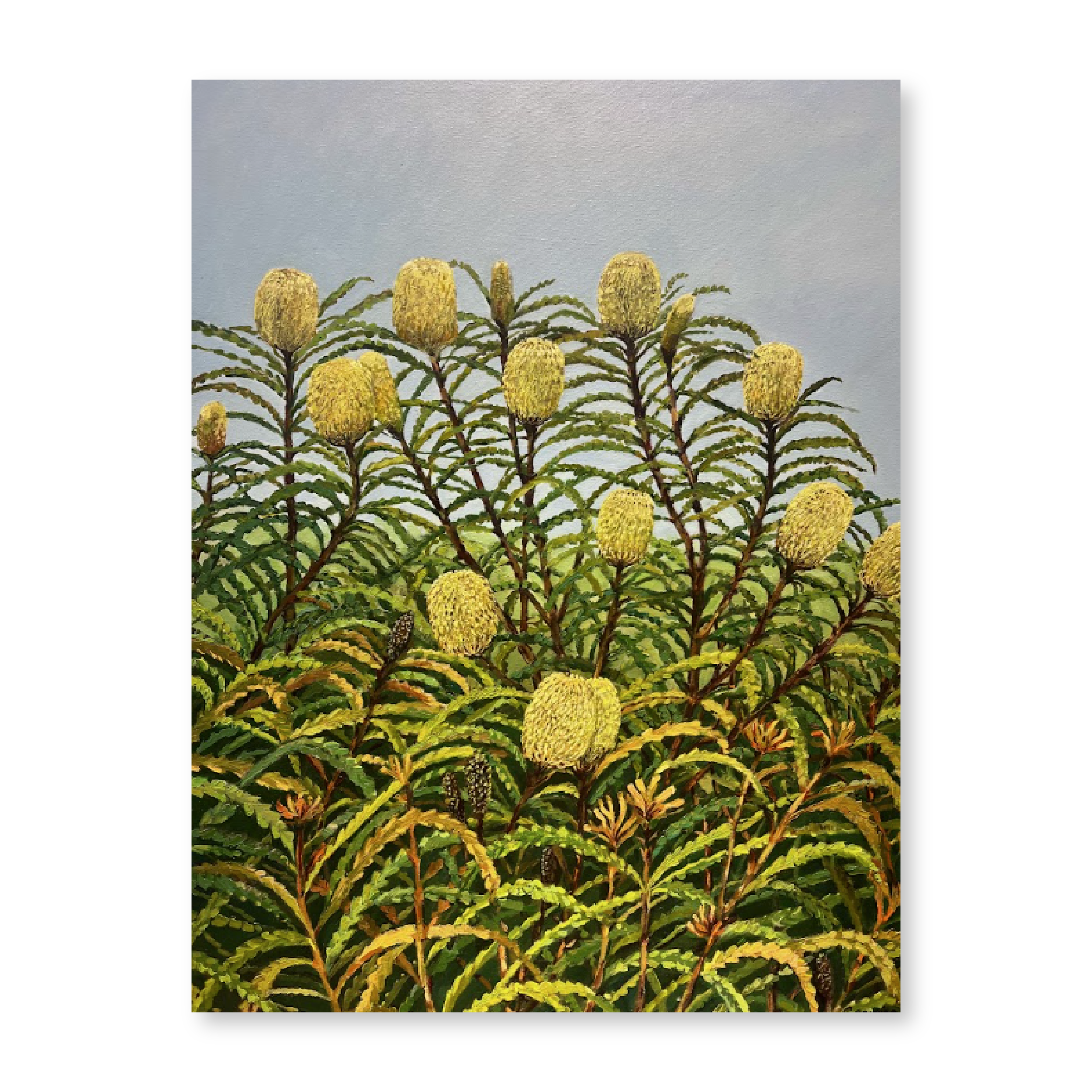 Australian Proteas | Original