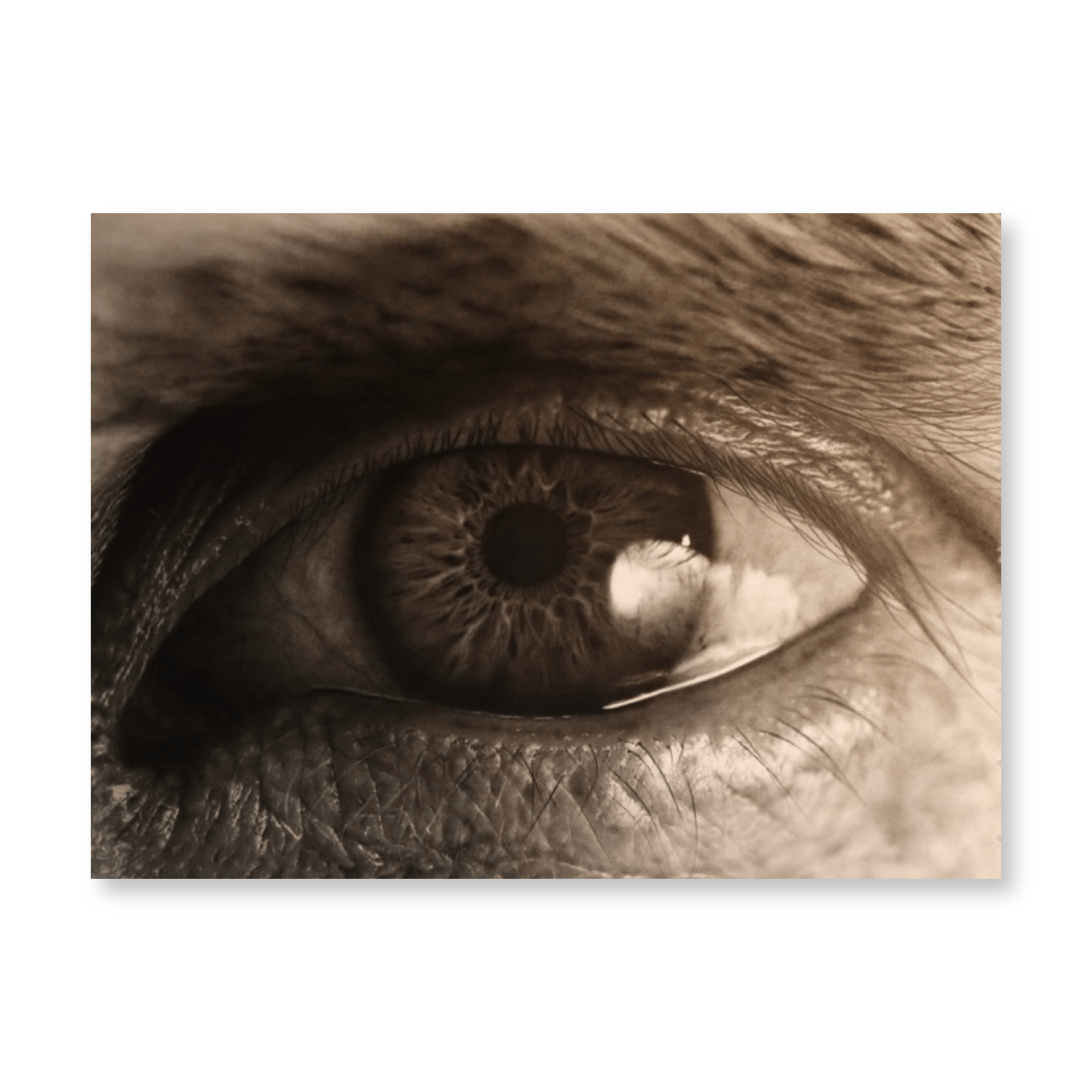 Eye 2025 | Original