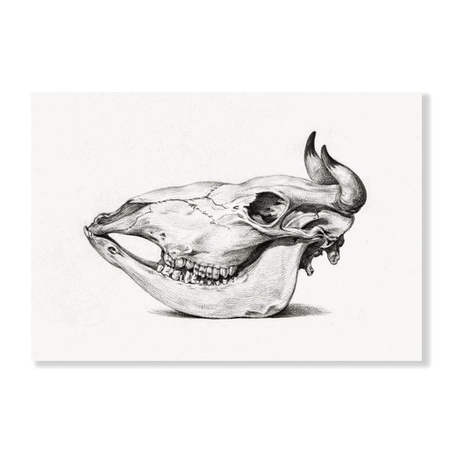 Jean Bernard: "Skull of a Cow" (1816) - Jasper & Jute