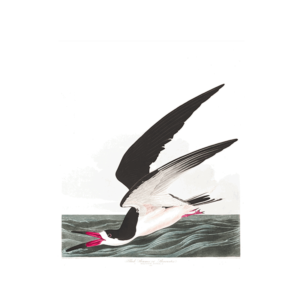 John James Audubon - "Black Skimmer"