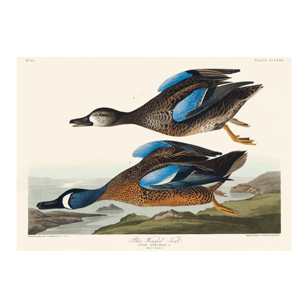 John James Audubon: "Blue Winded Teal"