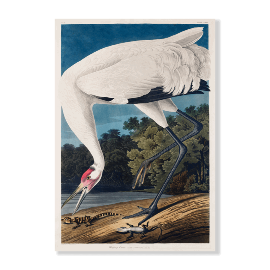 John James Audubon: "Hooping Crane II" - Jasper & Jute